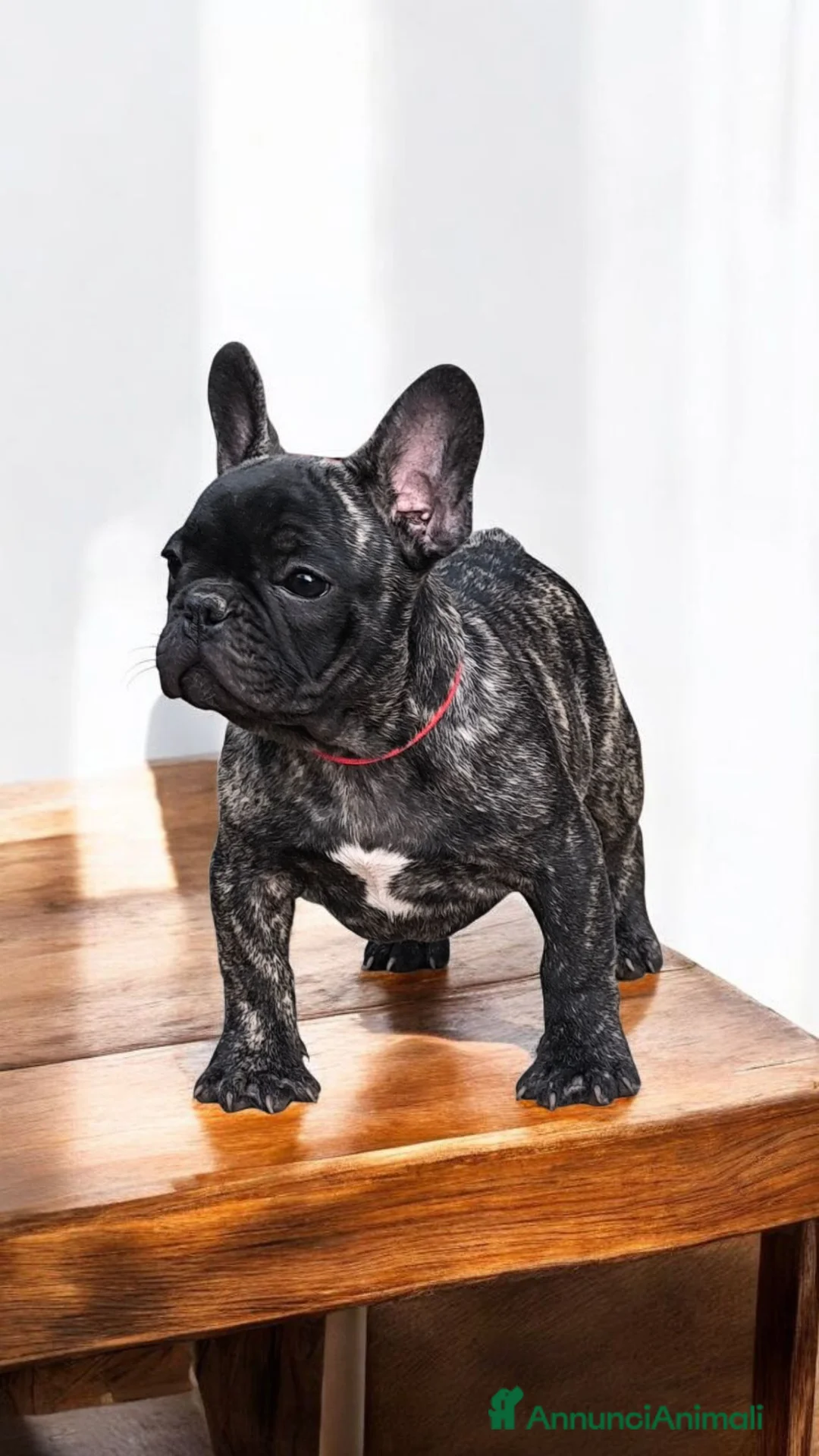 Bulldog Francese cani in vendita: Bulldog francese cuccioli enci a Provincia di Salerno - Annuncio 18