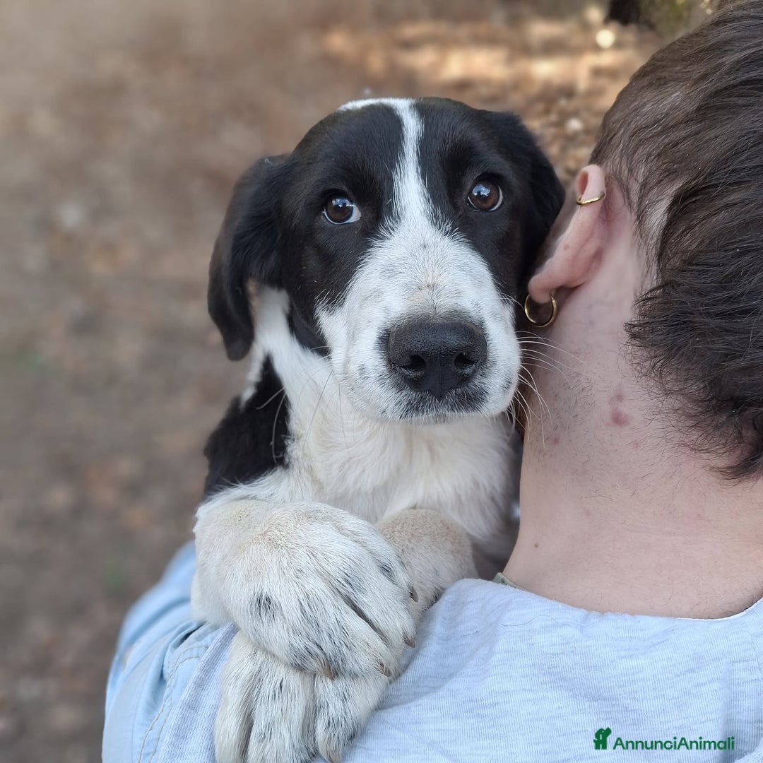 Meticcio cani in regalo: 4 CUCCIOLE impaurite cercano famiglie speciali! - Annuncio 12