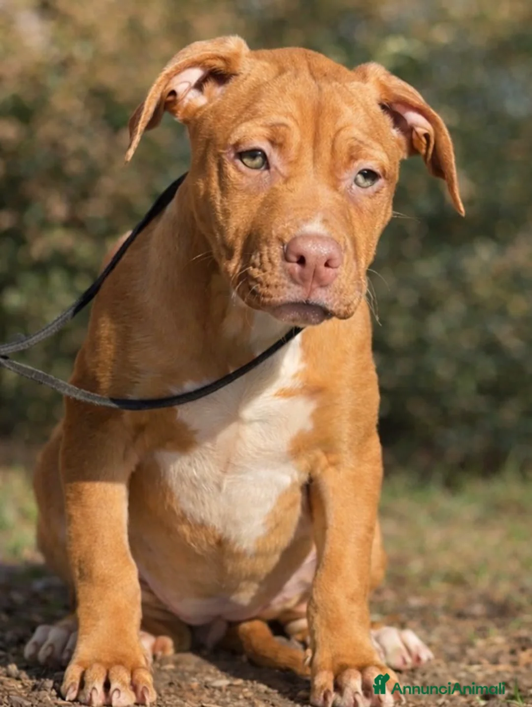 Pitbull cani in vendita: American Pitbull terrier con pedigree - Annuncio 5