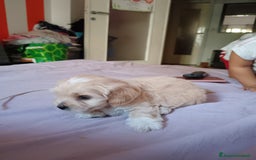 Maltese cani in vendita: Cuccioli maltipoo a Città Metropolitana di Torino - Immagine 3