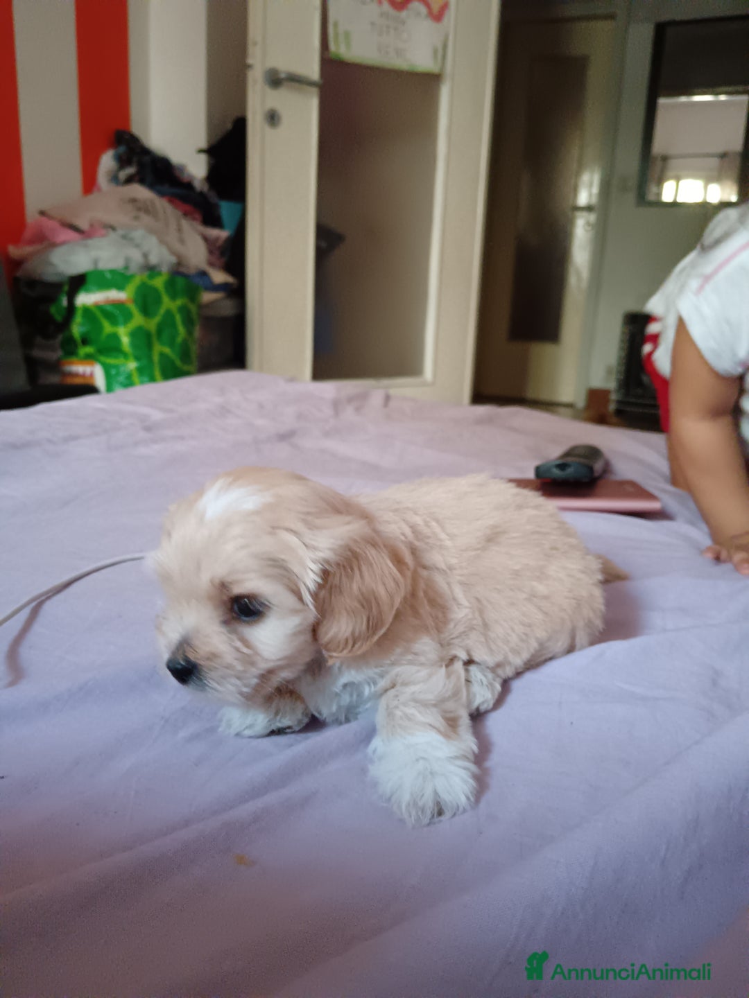 Maltese cani in vendita: Cuccioli maltipoo a Città Metropolitana di Torino - Immagine 3