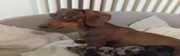 Bassotto cani in vendita: Cuccioli bassotto arlecchino e nero focato  - Annuncio 2