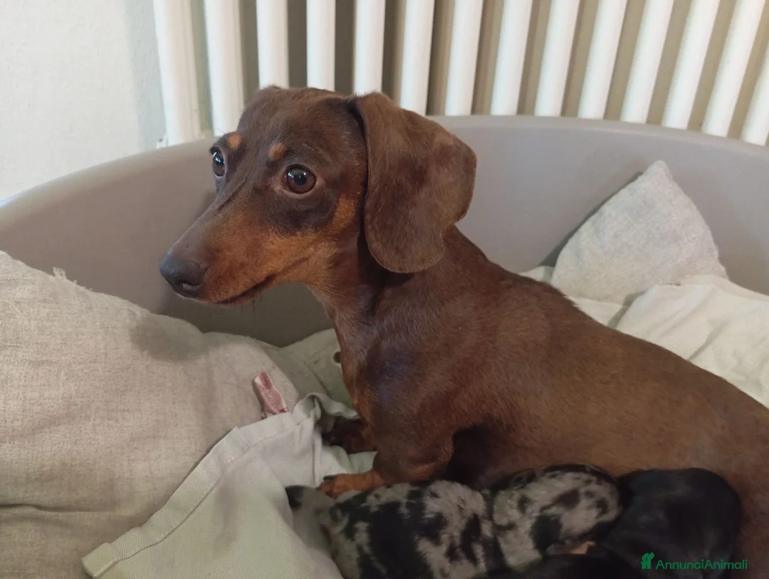 Bassotto cani in vendita: Cuccioli bassotto arlecchino e nero focato  - Annuncio 2