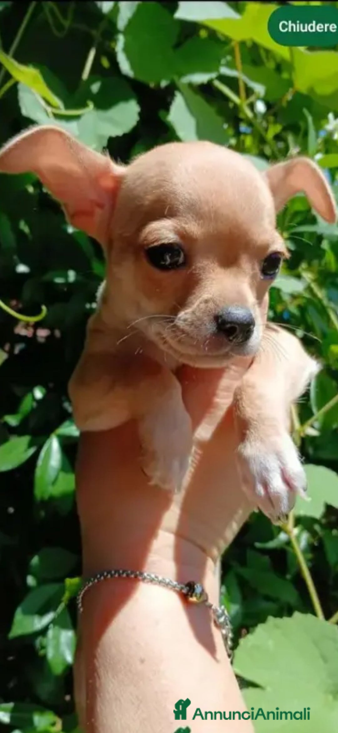 Chihuahua cani in vendita: Chihuahua cucciolini  bellissimi - Annuncio 16