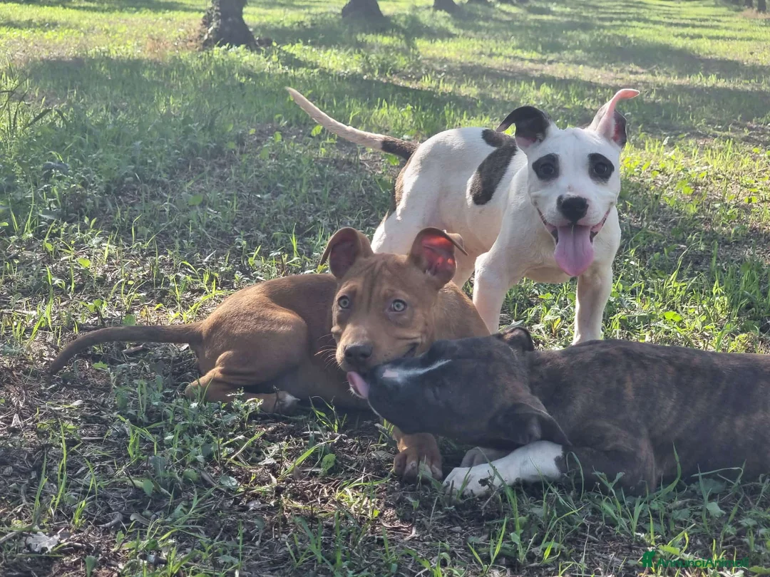 American Staffordshire cani in vendita: Cuccioli Amstaff Pedigree Bari Lecce Taranto a Città Metropolitana di Bari - Annuncio 7
