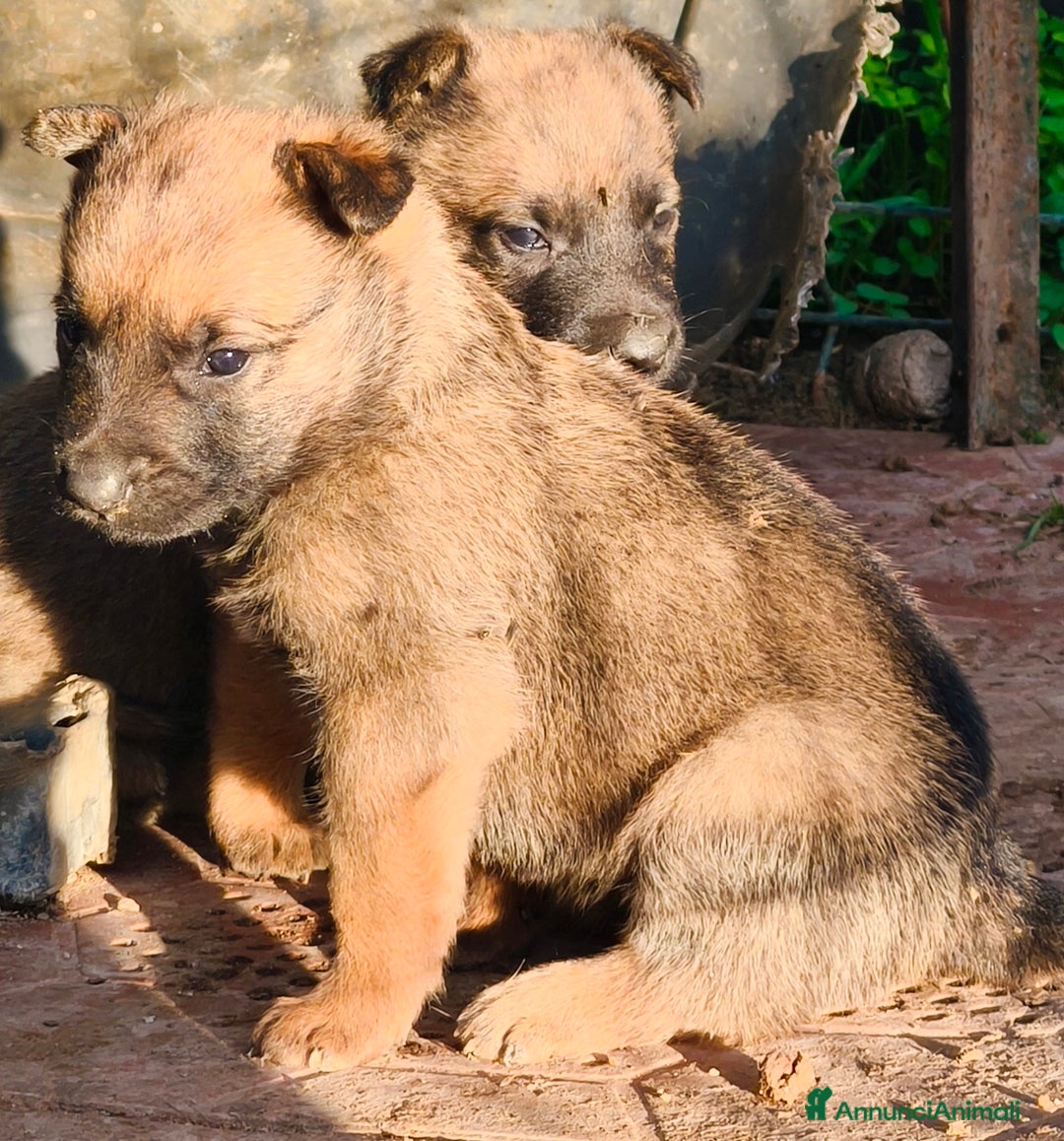 Pastore Belga cani in vendita: Pastore belga Malinois - Annuncio 2