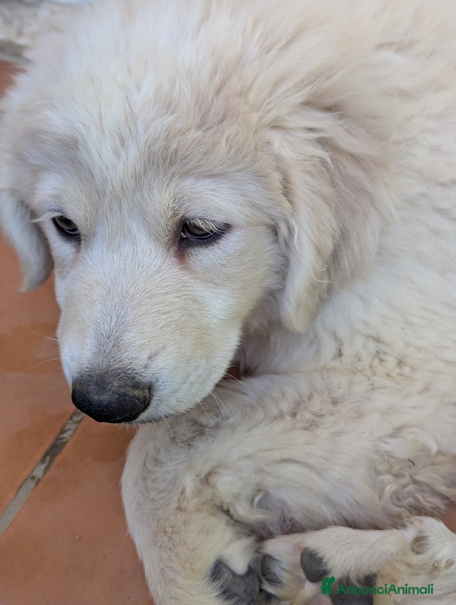 Pastore Maremmano cani cuccioli maremmani - Annuncio 1
