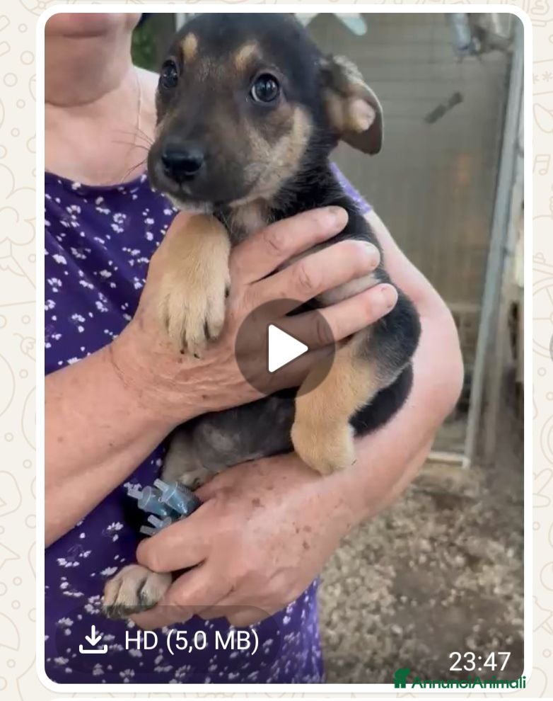 Meticcio cani Trilly  - Annuncio 16