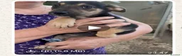 Meticcio cani in regalo: Trilly  - Annuncio 1