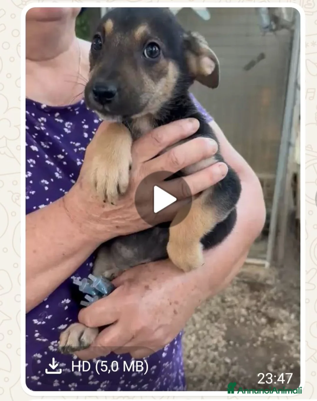 Meticcio cani in regalo: Trilly  - Annuncio 1