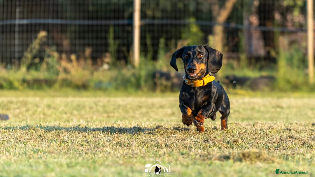 Bassotto cani per accoppiamento: bassotto haninchen pelo corto - Annuncio 1