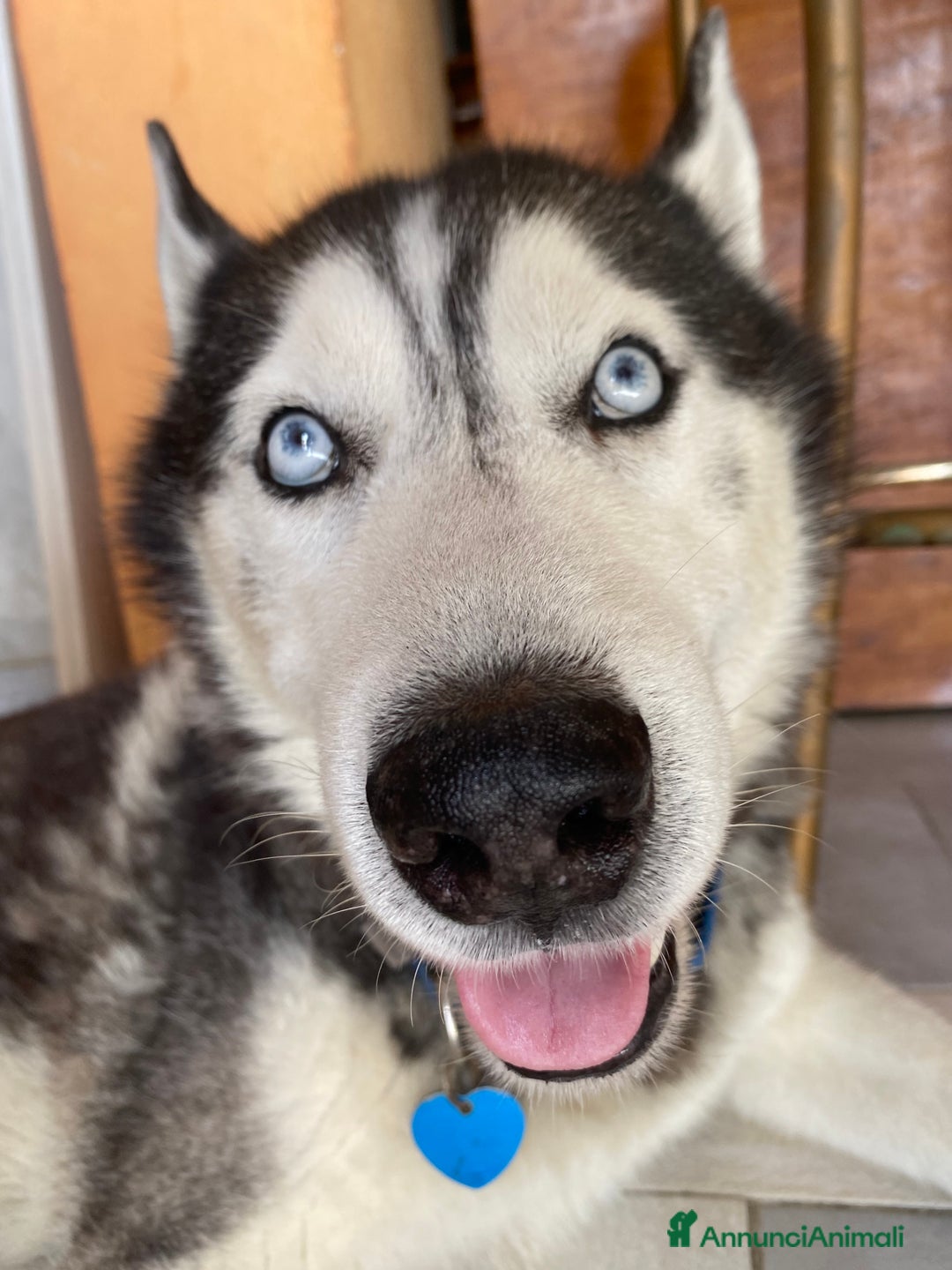 Husky cani per accoppiamento: Tyson cerca compagna  - Annuncio 7