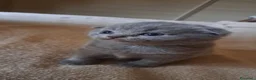 Scottish gatti in vendita: Gattini, cuccioli Scottish è British  - Annuncio 3