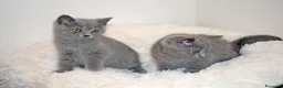 Scottish gatti in vendita: Scottish fold e straight con pedigree - Annuncio 9