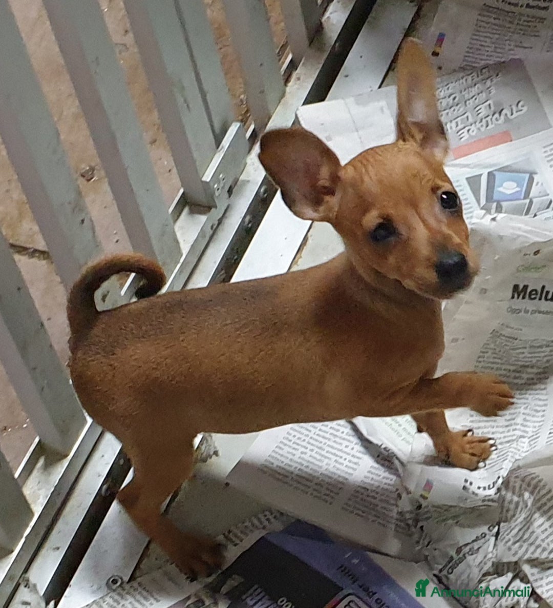 Pinscher Miniatura cani in vendita: Cucciolo Zwergpinscher - Annuncio 3