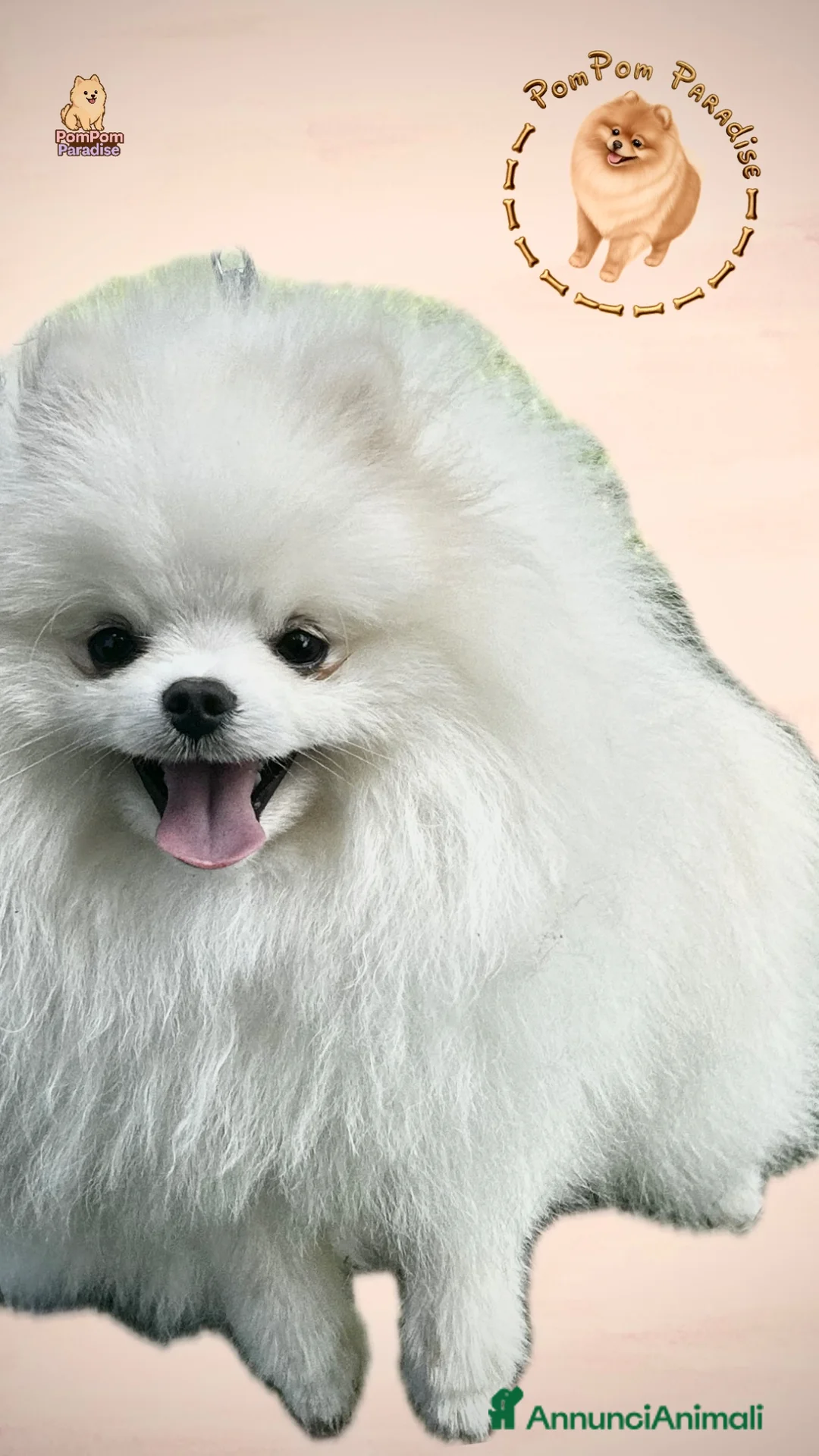Volpino Pomerania cani per accoppiamento: Spitz tedesco nano per monta , pedigree enci - Annuncio 2