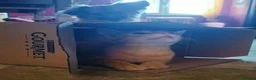 Meticcio gatti in regalo: 6 mesi, sano, ok cani e gatti  - Annuncio 9