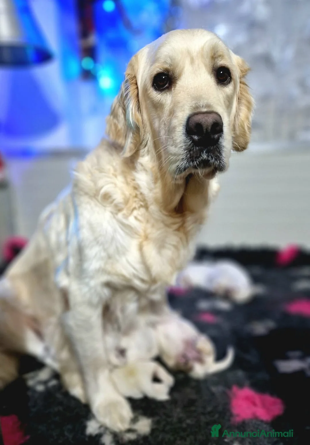 Golden Retriever cani in vendita: Cuccioli Golden Retriever  - Annuncio 4