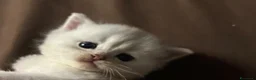 Scottish gatti in vendita: Gattini Scottish Straight  - Annuncio 2