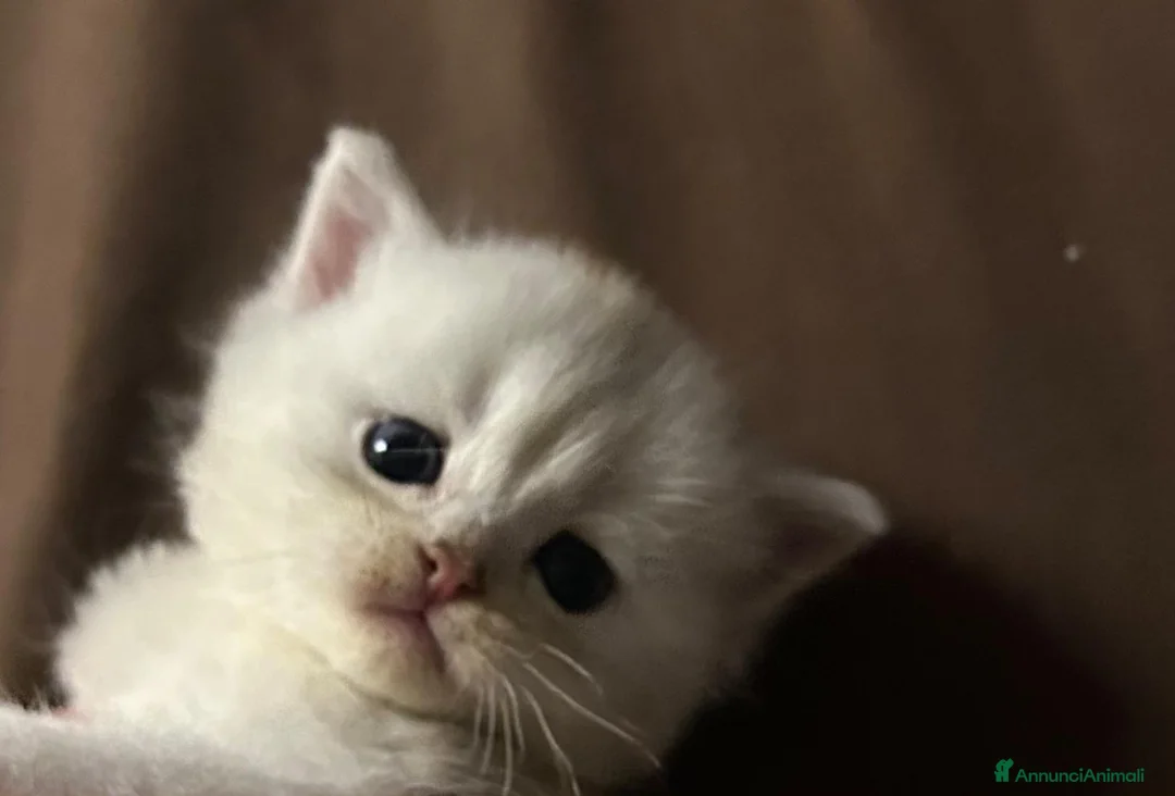 Scottish gatti in vendita: Gattini Scottish Straight  - Annuncio 2