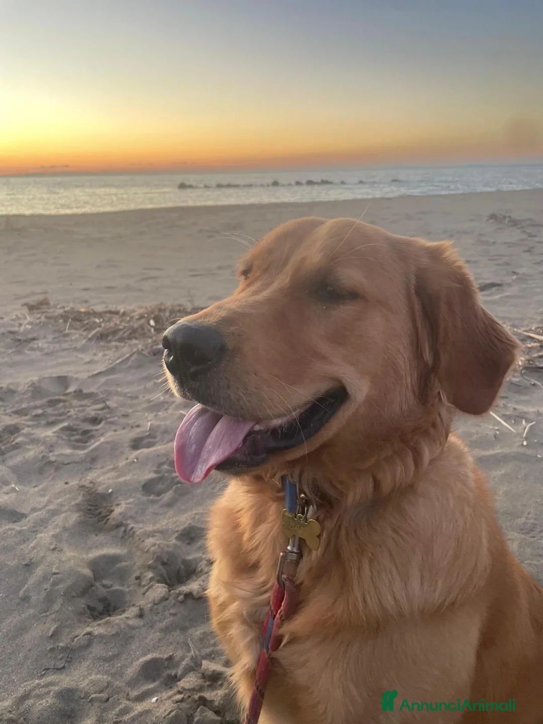 Golden Retriever cani in vendita: Golden retriever in vendita a Provincia di Grosseto - Annuncio 2