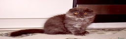 Scottish gatti in vendita: Scottish fold  a Provincia di Reggio Emilia - Annuncio 4