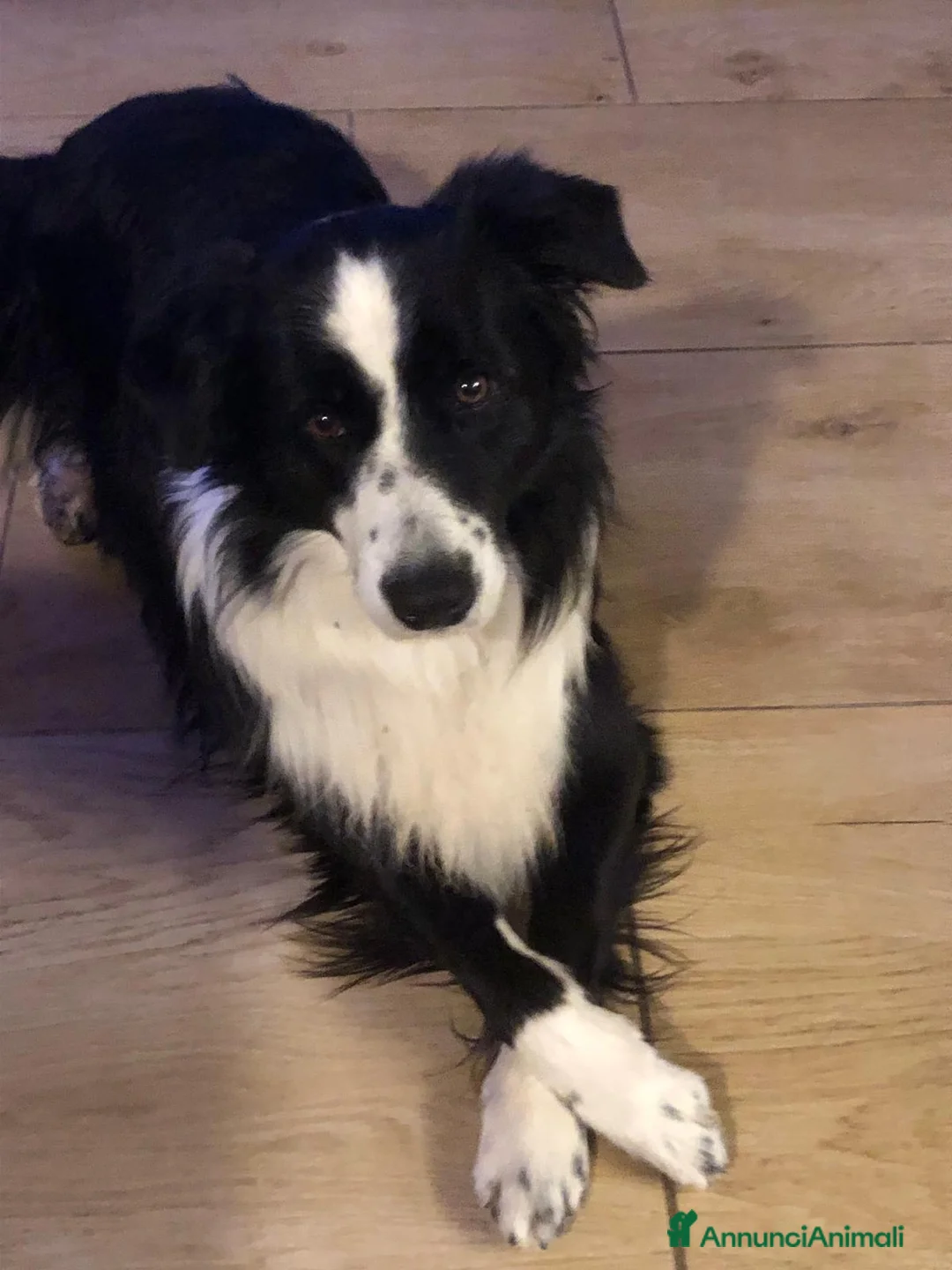 Border Collie cani per accoppiamento: Maschio Border Collie per accoppiamento a Provincia di Sondrio - Annuncio 2