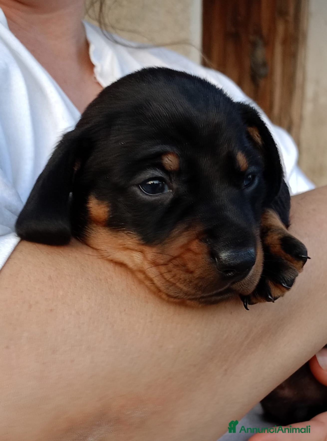Bassotto cani Bassotto tedesco standard maschio nero focato  - Annuncio 3