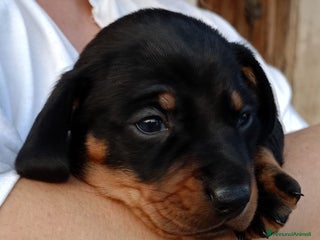 Bassotto cani Bassotto tedesco standard maschio nero focato - Annuncio 29