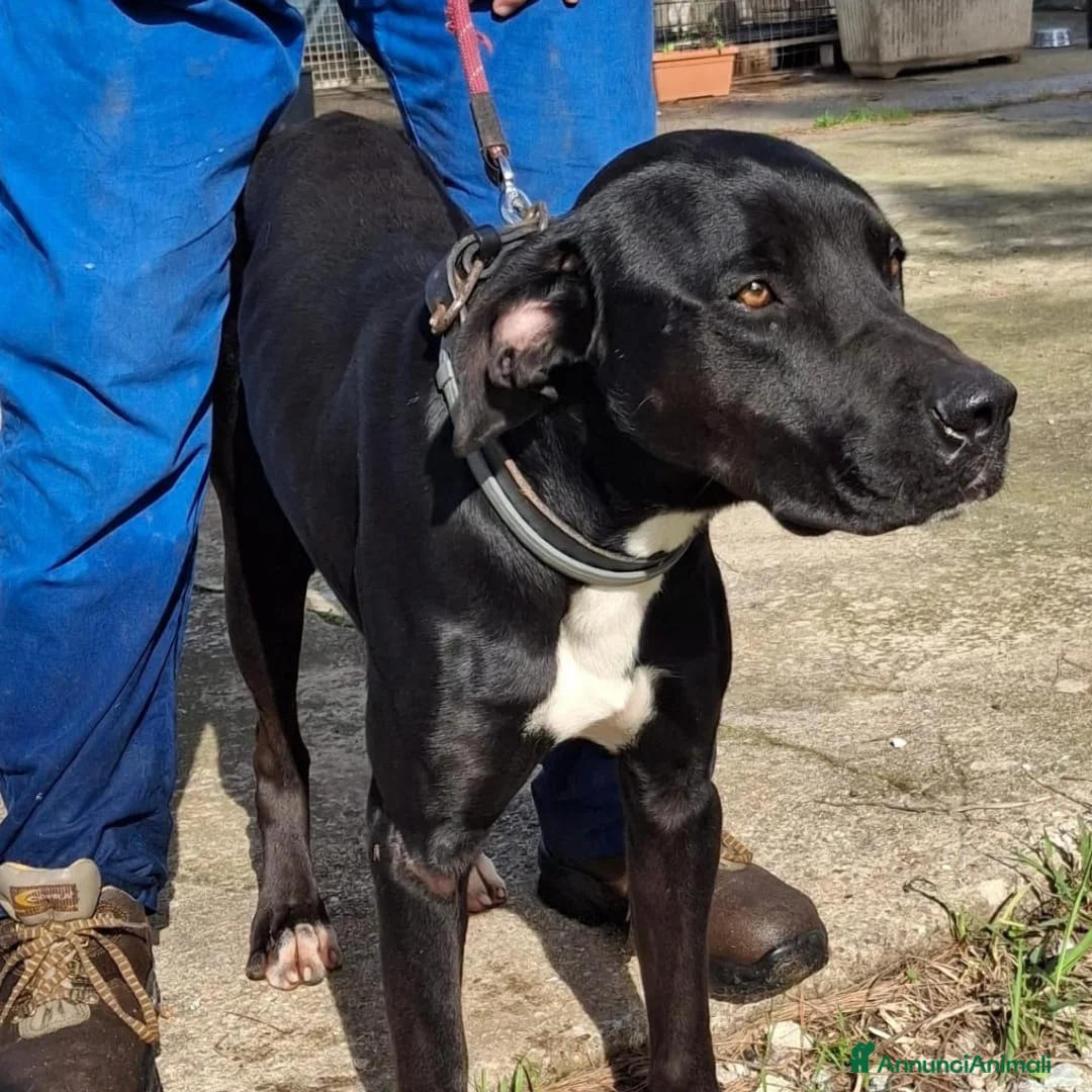 Meticcio cani in regalo: BENNY 💙 - dolcissimo. Deve uscire dal box…😞😢 a Provincia del Verbano-Cusio-Ossola - Annuncio 2