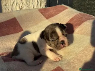 Bulldog Francese cani Bulldog francese cuccioli - Annuncio 3