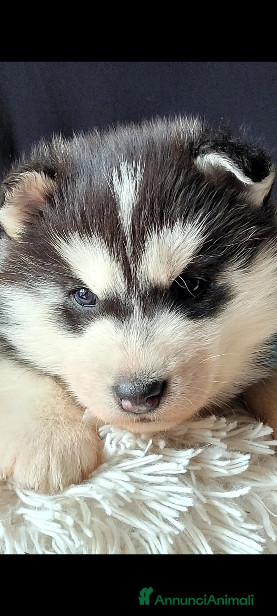 Husky cani in vendita: SIBERIAN HUSKY CUCCIOLATA CON PEDIGREE  - Annuncio 2