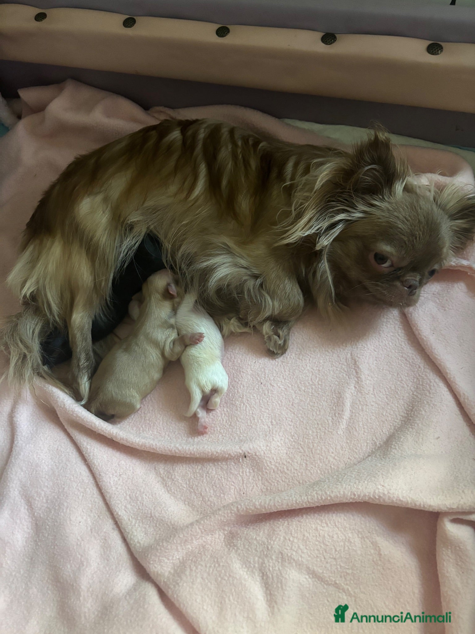 Chihuahua cani CUCCIOLI CHIHUAHUA - Annuncio 2