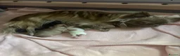 Chihuahua cani in vendita: CUCCIOLI CHIHUAHUA - Annuncio 1