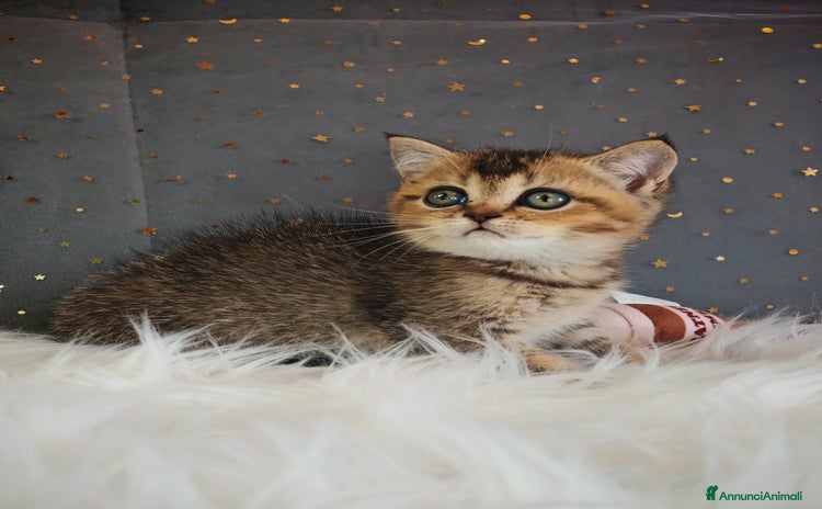 British gatti - Annuncio 1