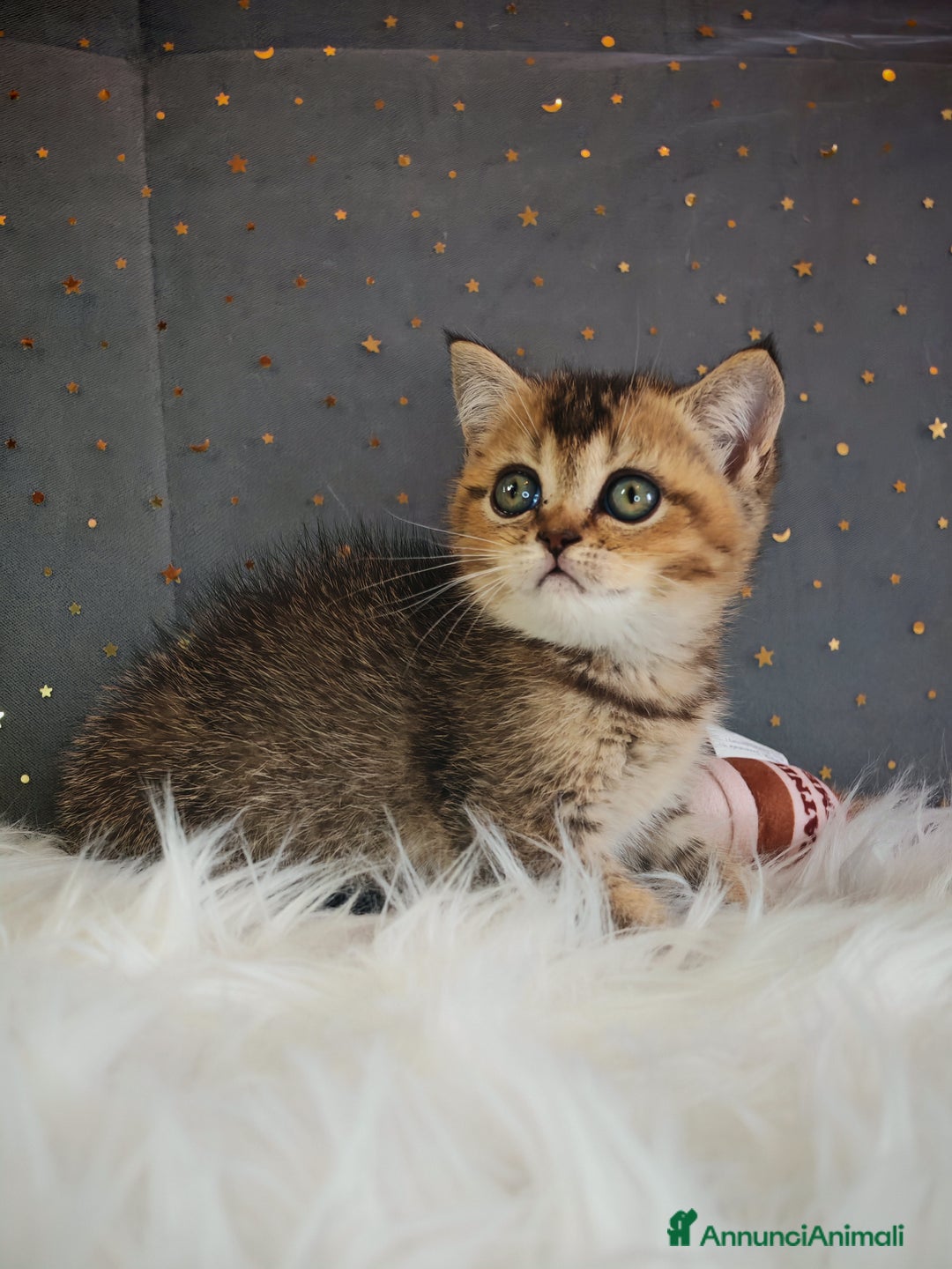 British gatti in vendita: British - Annuncio 8