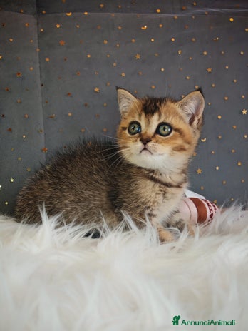 British gatti - Annuncio 1