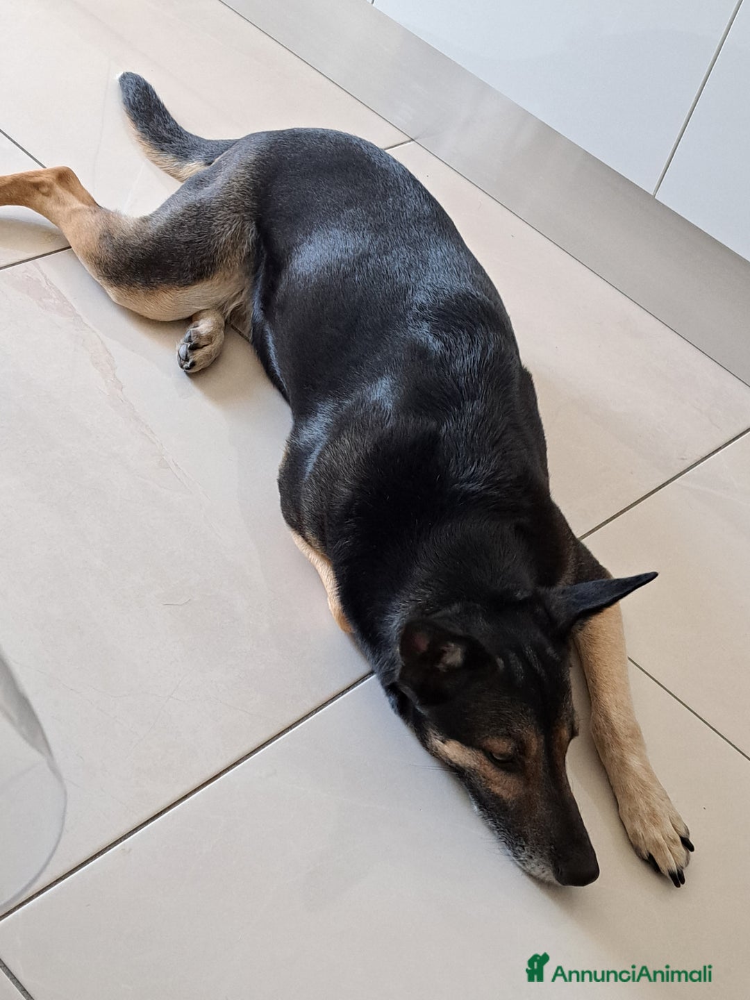 Meticcio cani in regalo: SHILA CERCA CASA (REGALO) a Città Metropolitana di Napoli - Annuncio 2