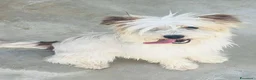 Maltese cani in regalo: Perla, Splendida Maltese a Città metropolitana di Roma Capitale - Annuncio 2