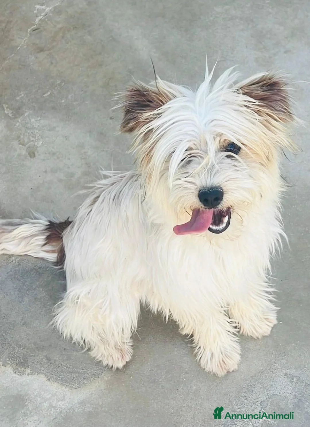 Maltese cani in regalo: Perla, Splendida Maltese a Città metropolitana di Roma Capitale - Annuncio 2