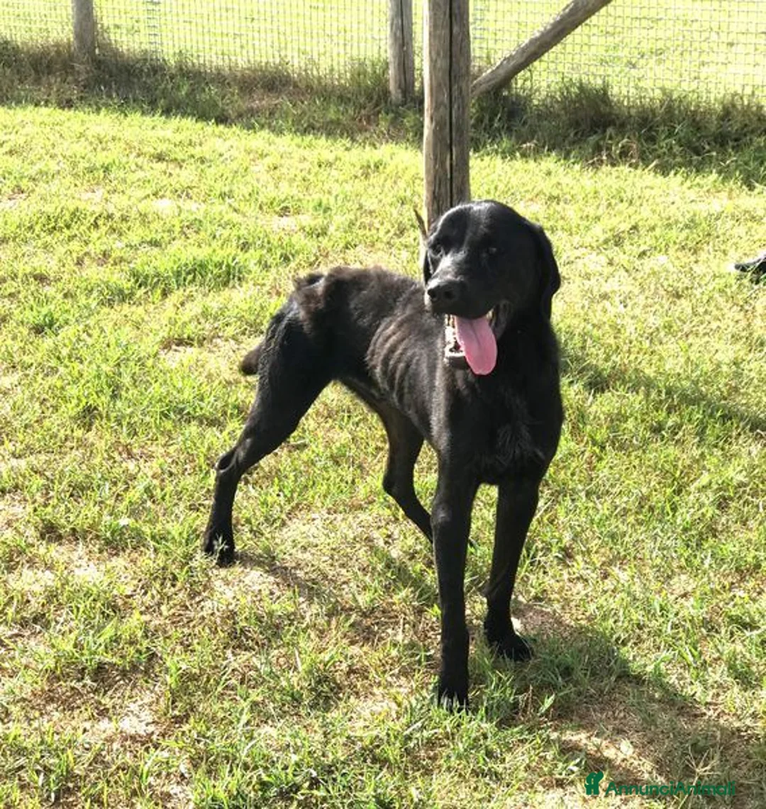 Mastino Napoletano cani in regalo: NOwhite, simil mastino a Provincia di Latina - Annuncio 5