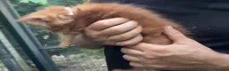 Maine Coon gatti in vendita: Cucciolo rosso di maine coon dolcissimo  - Annuncio 4