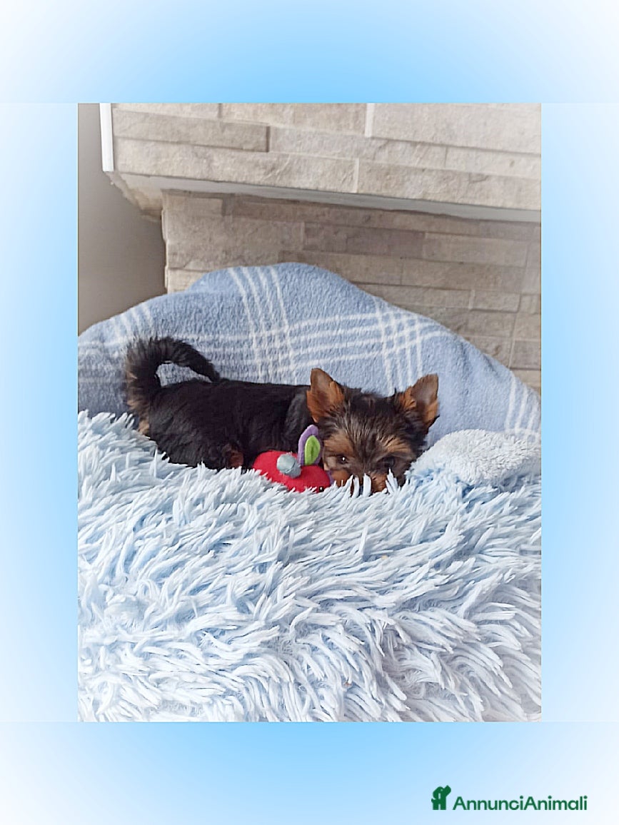 Yorkshire cani in vendita: Yorkshire toy a Provincia di Vicenza - Annuncio 4