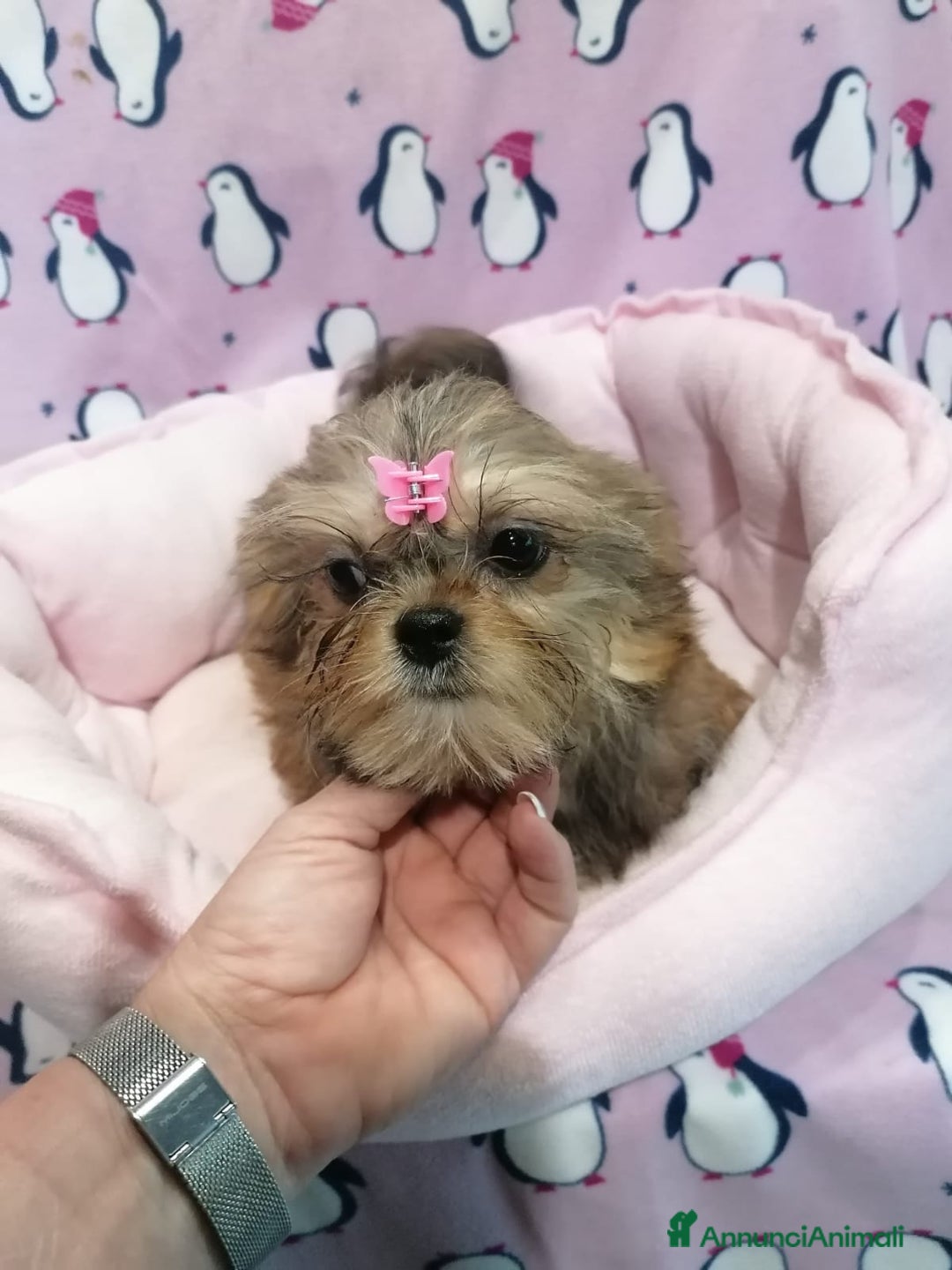 Meticcio cani in vendita: Shorkie cuccioli - Yorkshire e Shih Tzu a Province of Rovigo - Immagine 11