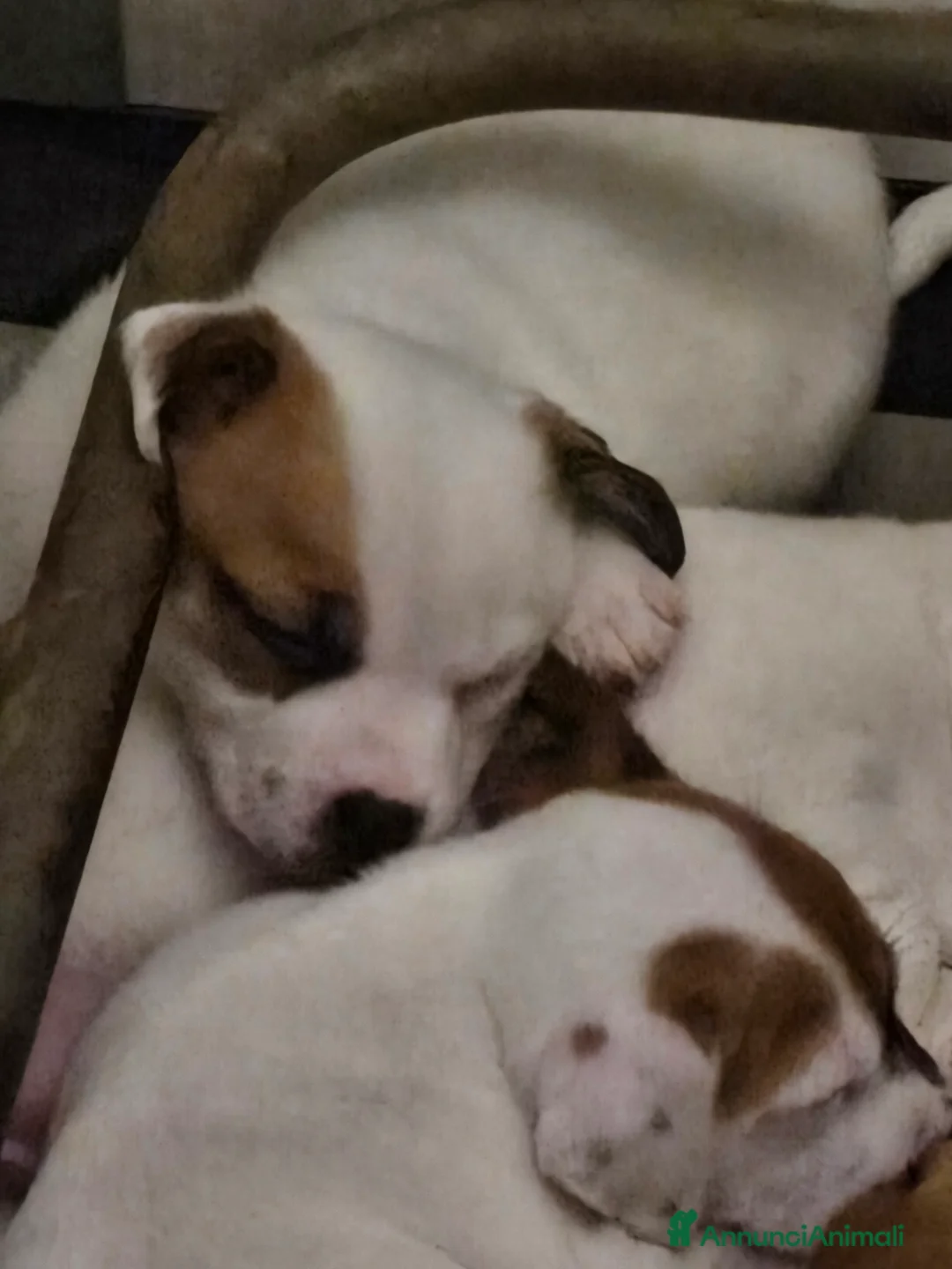 Jack Russell cani in vendita: Cuccioli Jack russell terrier - Annuncio 6