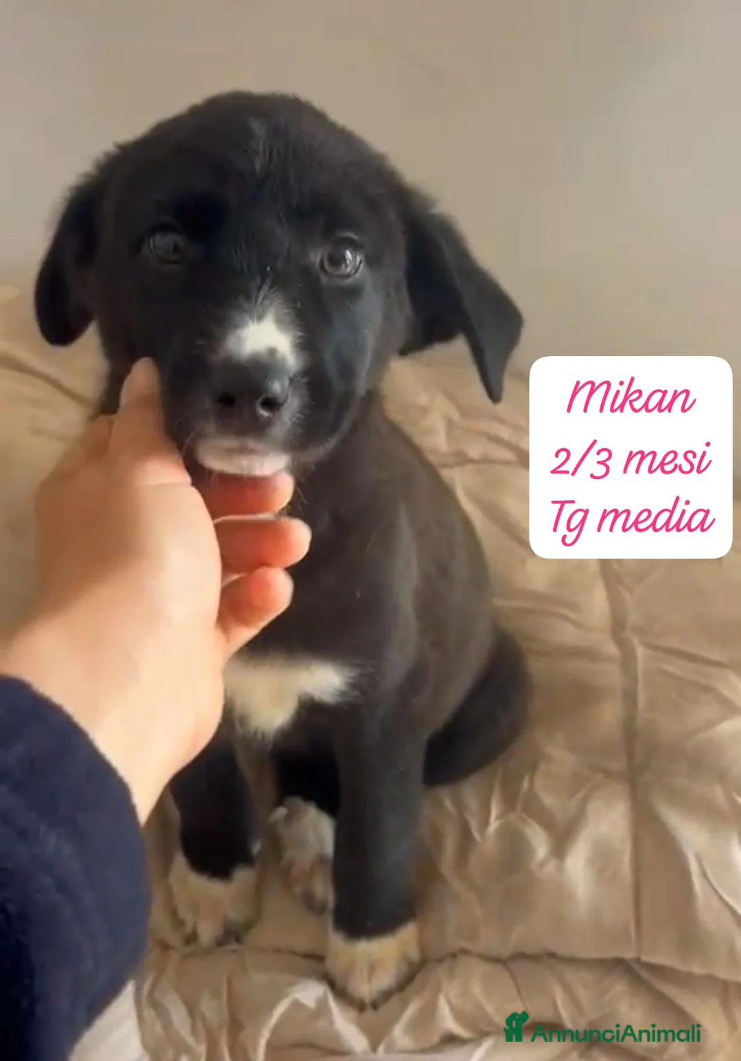 Meticcio cani in regalo: Tanti bellissimi cuccioli da salvare  - Annuncio 7