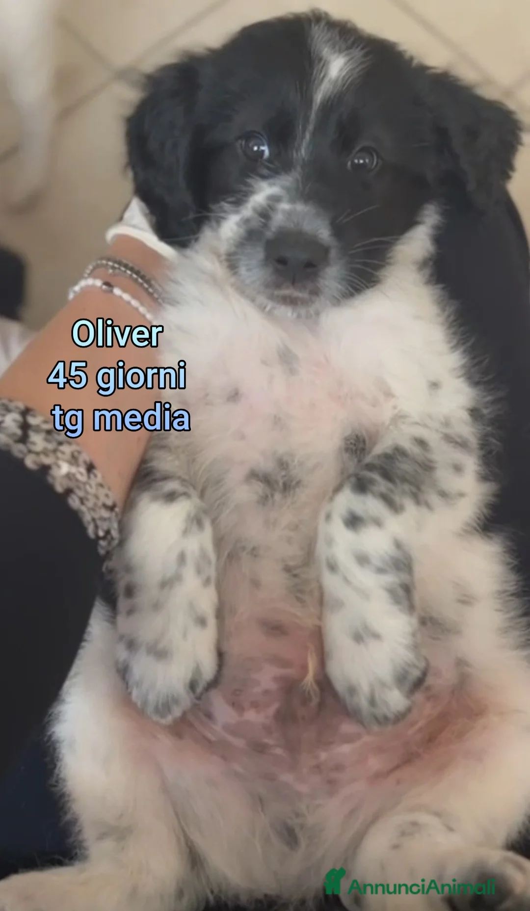 Meticcio cani in regalo: TROPPI CUCCIOLI SOLI IN RIFUGIO  a Provincia di Verona - Annuncio 2