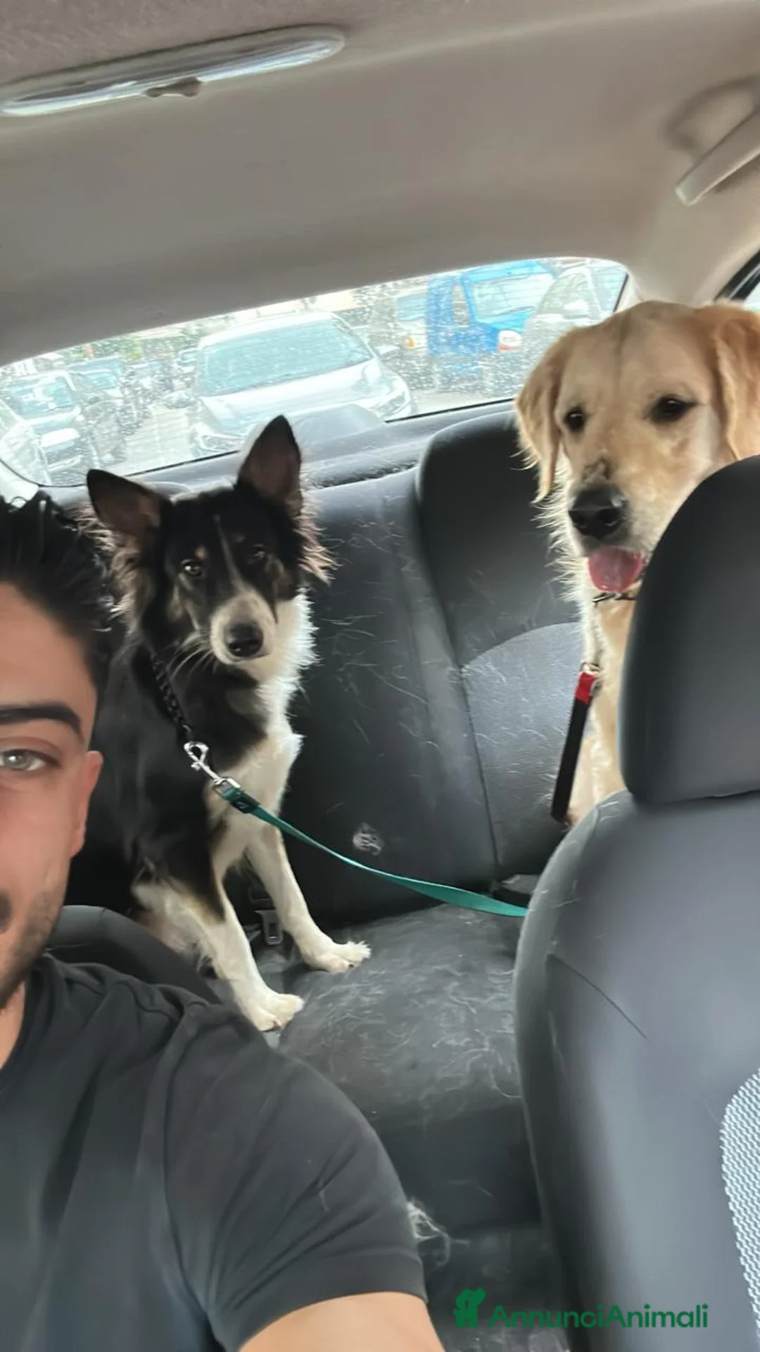 Border Collie cani in regalo: Splendida Border Collie - MILA - Annuncio 10