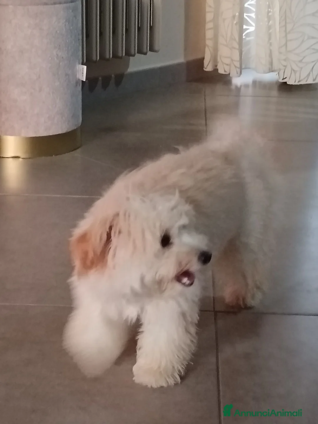 Maltipoo cani in vendita: Maltipoo  a Provincia di Barletta-Andria-Trani - Annuncio 2