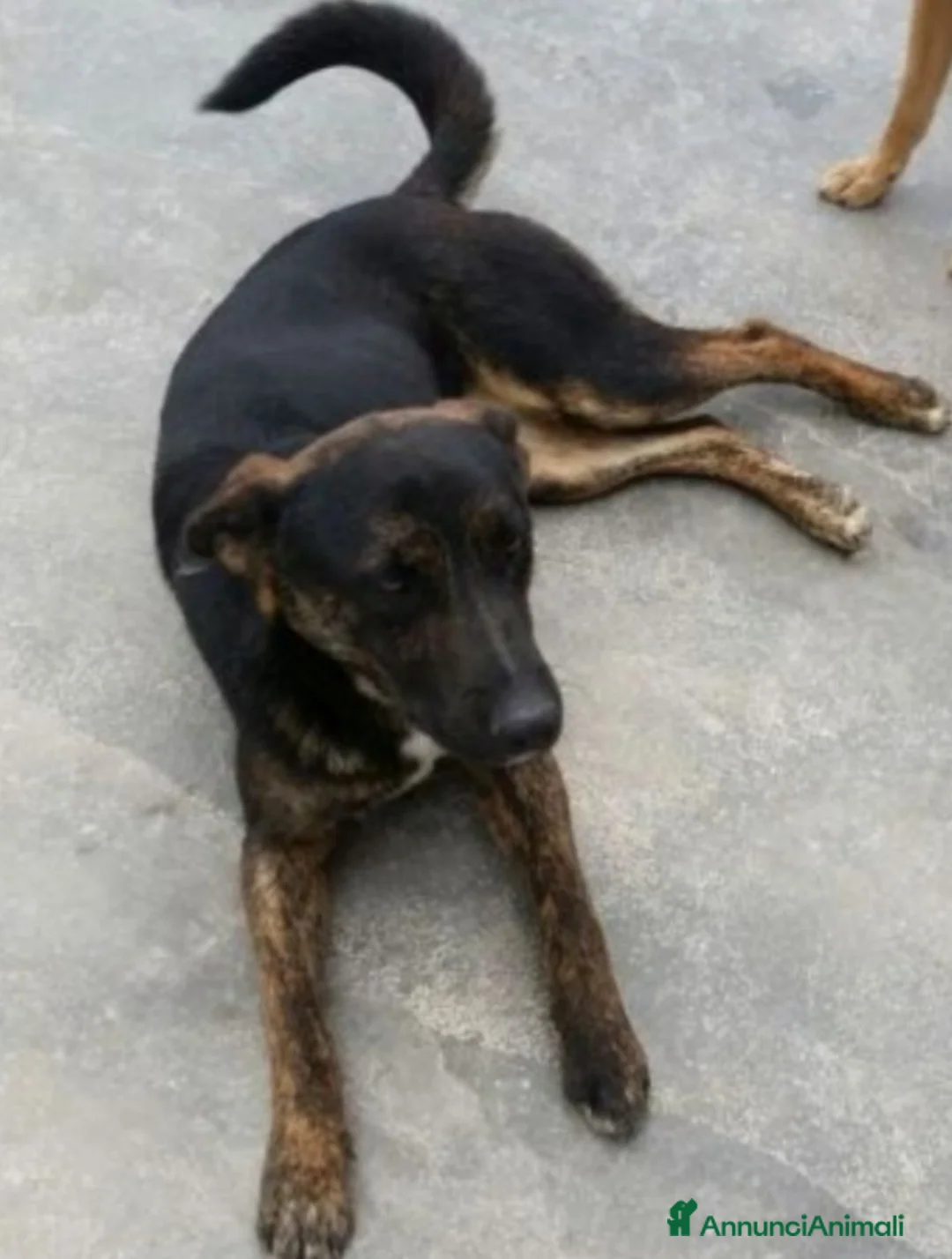 Meticcio cani in regalo: 4/5anni nero/tigrato invisibile in canile.PUGLIA a Città Metropolitana di Milano - Annuncio 3